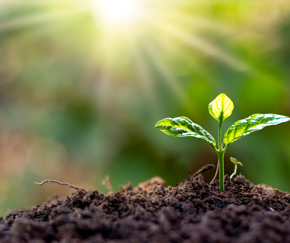 7 foundations for growing a thriving