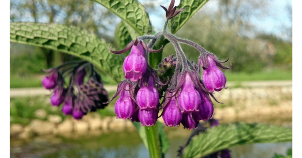 Comfrey Herbal Remedy