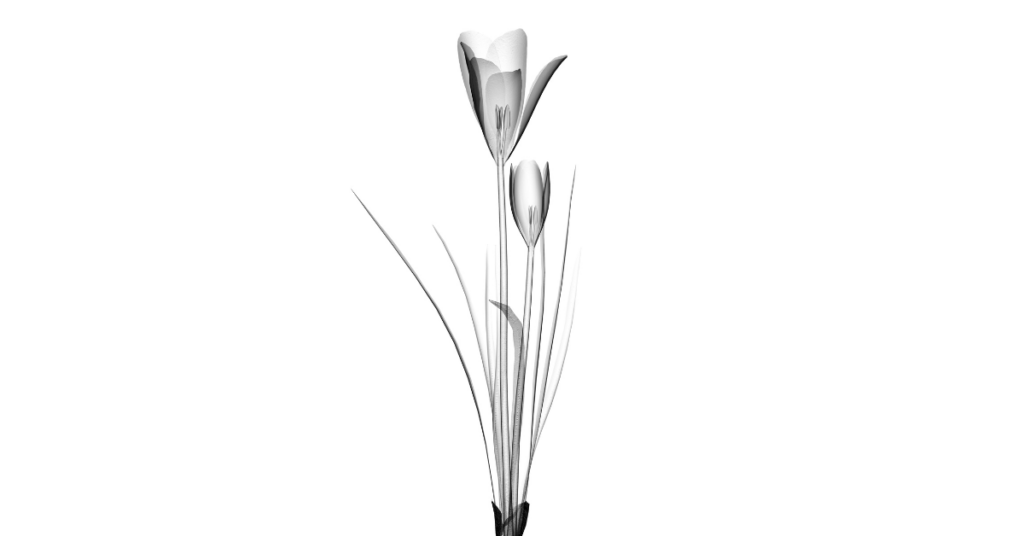 Crocus xray