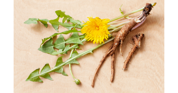 Dandelion Herbal Therapy