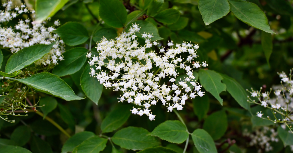 Elderflower Herbal Therapy