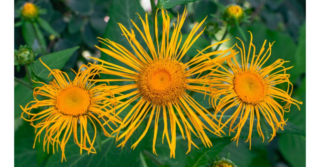 Elecampane Herbal Therapy