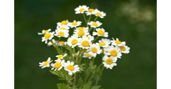 Feverfew Herbal Therapy