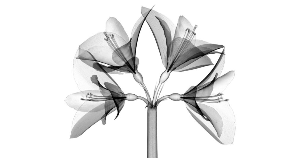 Flower X-ray b/w