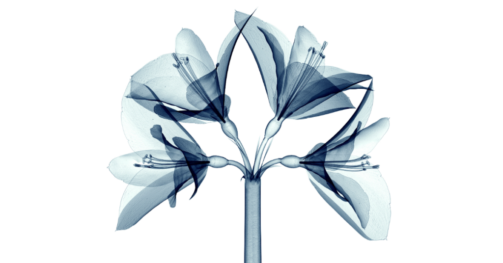 lily group X-ray