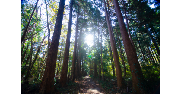 Forest Bathing Therapy