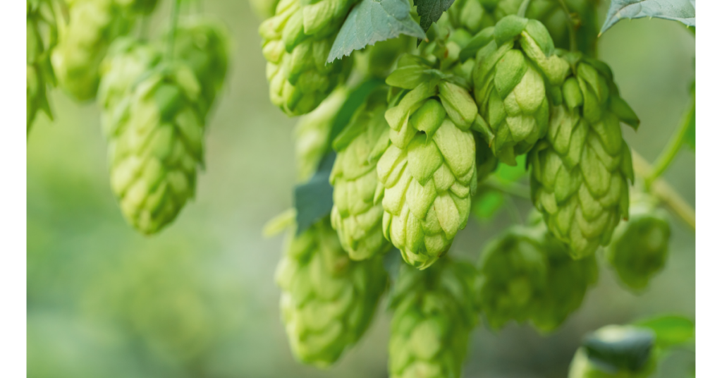 Hops Herbal Remedy