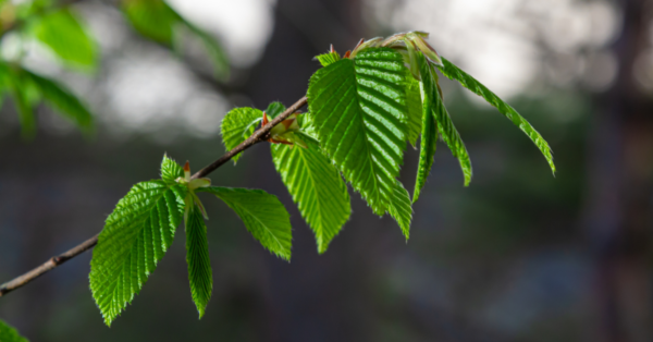 Hornbeam Bach Flower