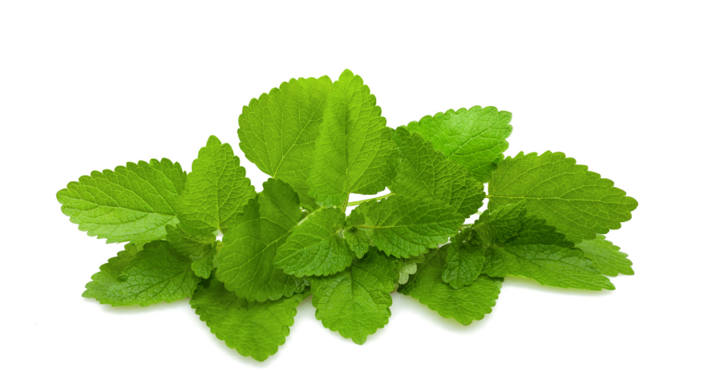 Lemon Balm Herbal Therapy