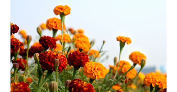 Marigold Herbal Therapy