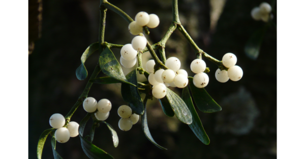 Mistletoe Herbal Therapy