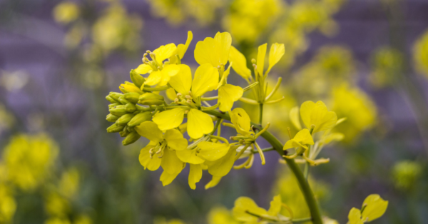 Mustard Bach Flower