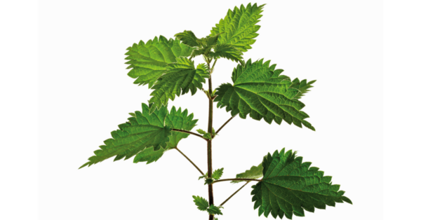 Nettle Herbal Therapy
