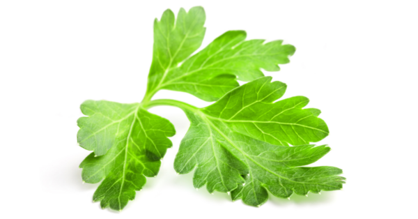 Parsley Herbal Therapy