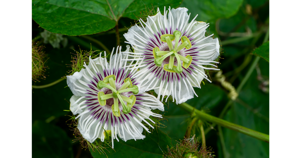 Passionflower Herbal Remedy