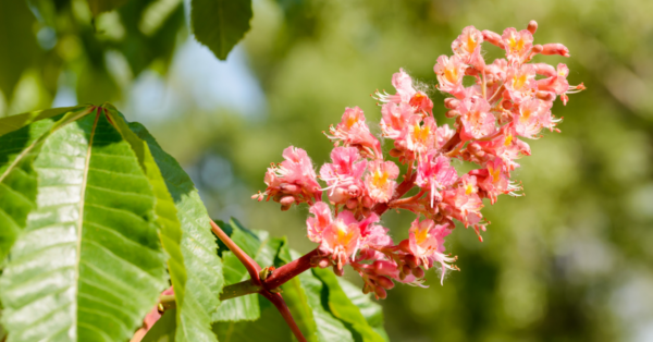 Red Chestnut Bach Flower