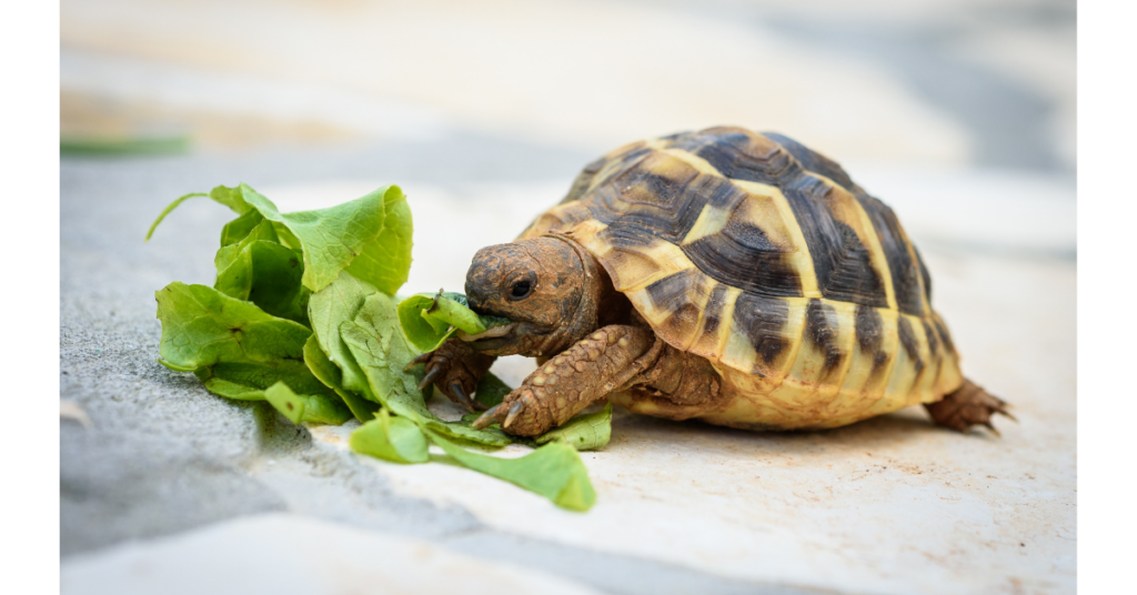 Reptile Therapy