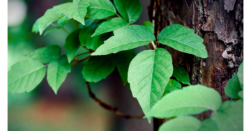 Rhus Tox (Poison Ivy) Homeopathic Remedy
