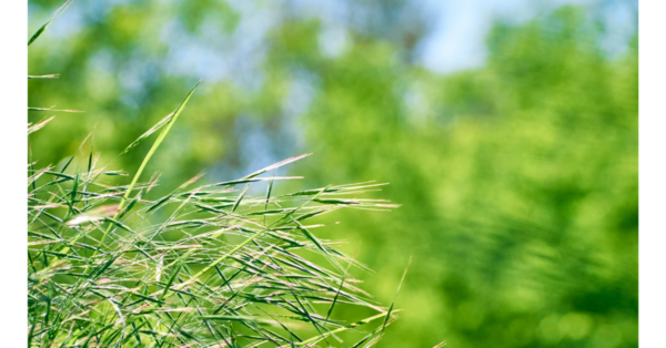 Wild Oat Bach Flower