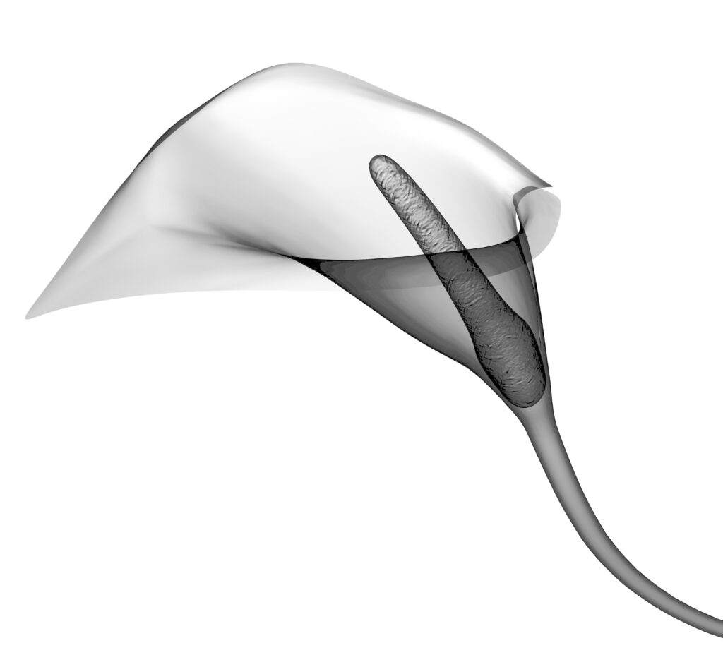 xray image of a calla flower isolated on black with clipping path