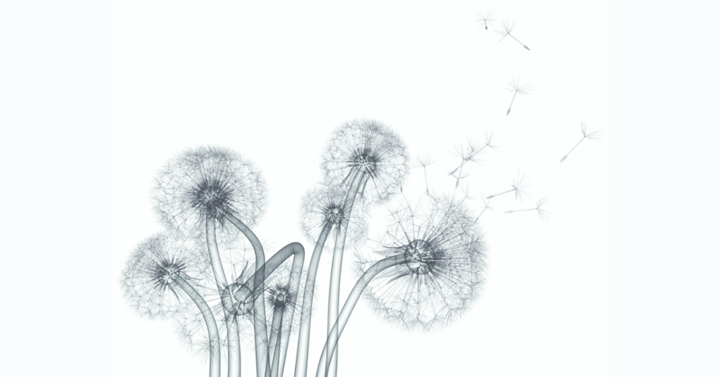 dandelion resize