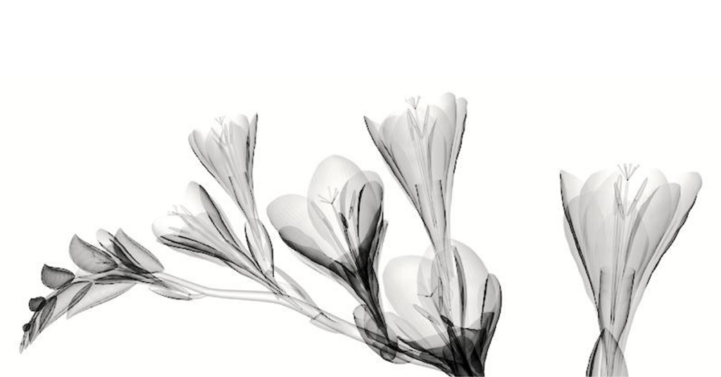 Freesias xray