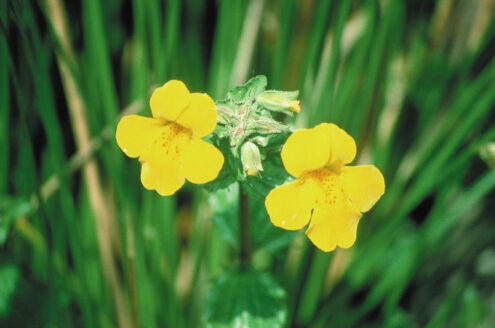 Mimulus