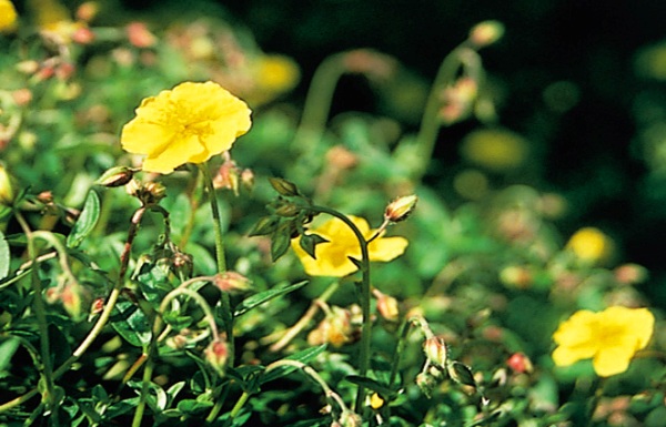 RockRose