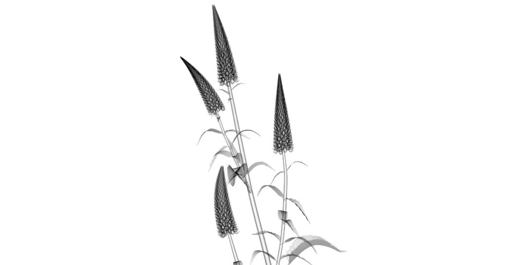 Flower X-ray b/w spike flower trio