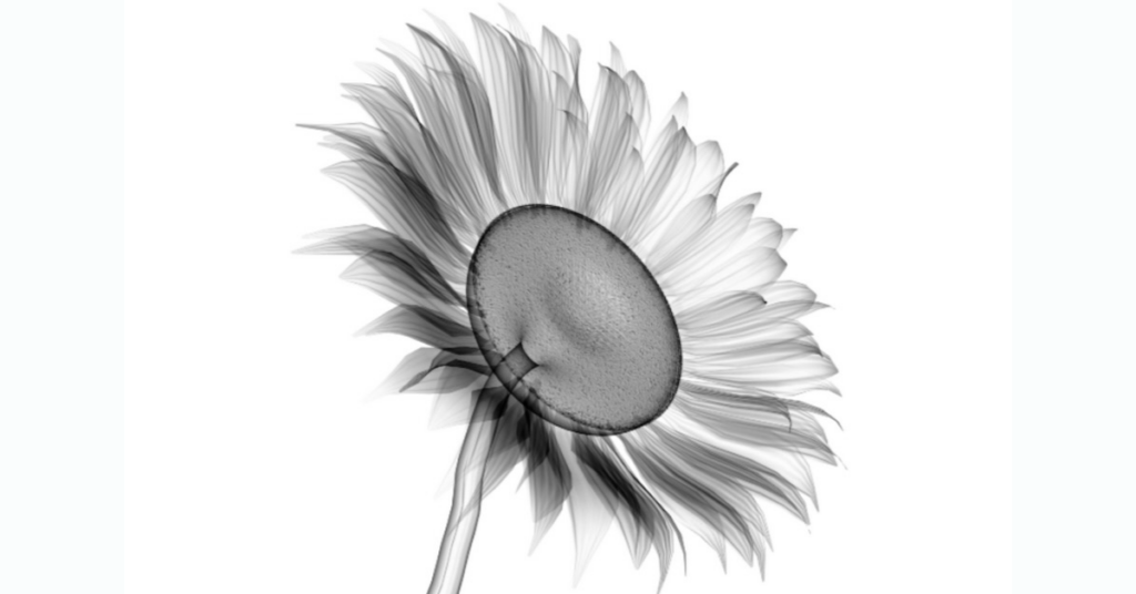 sunflower blk resize