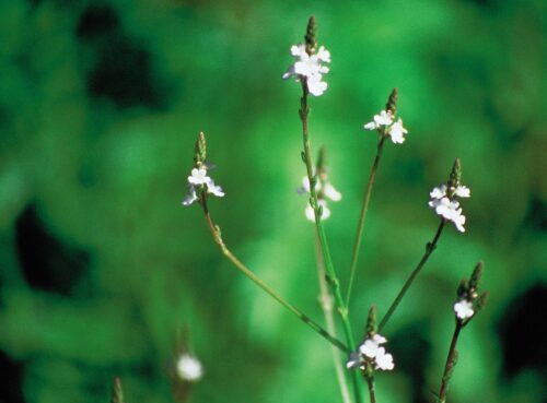 vervain